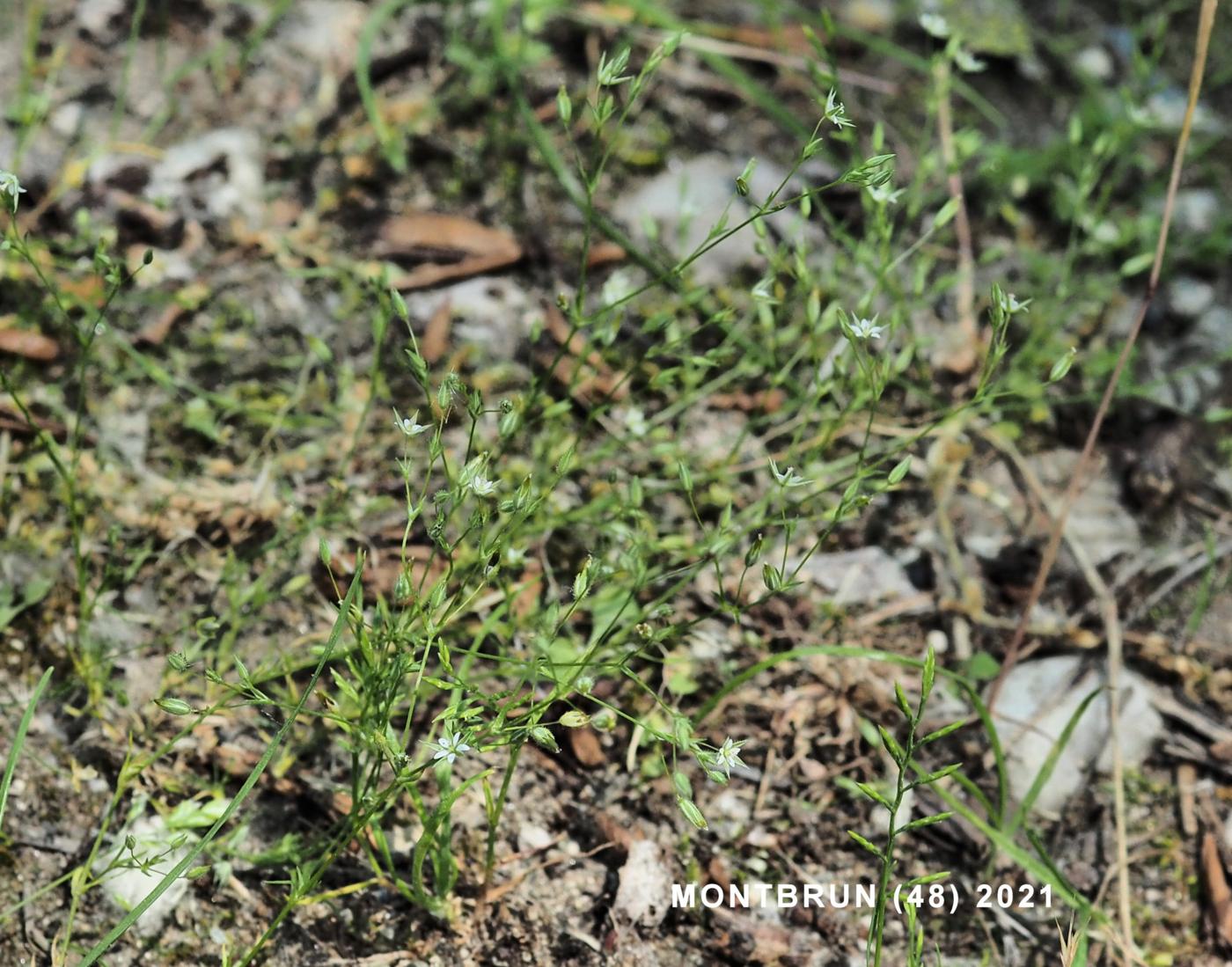 Sandwort, Fine-leaved plant